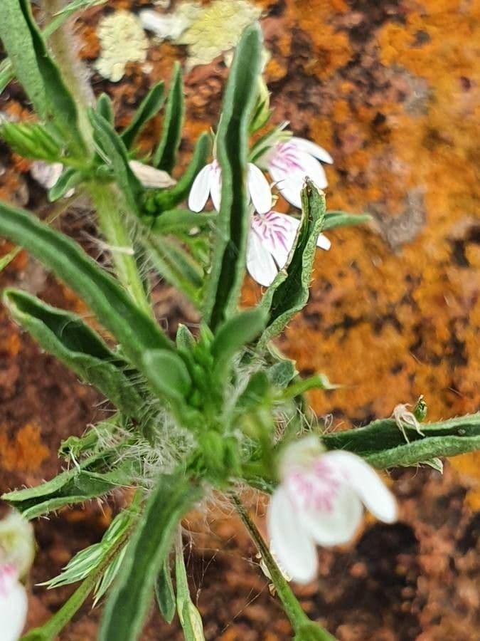 Giustizia 8