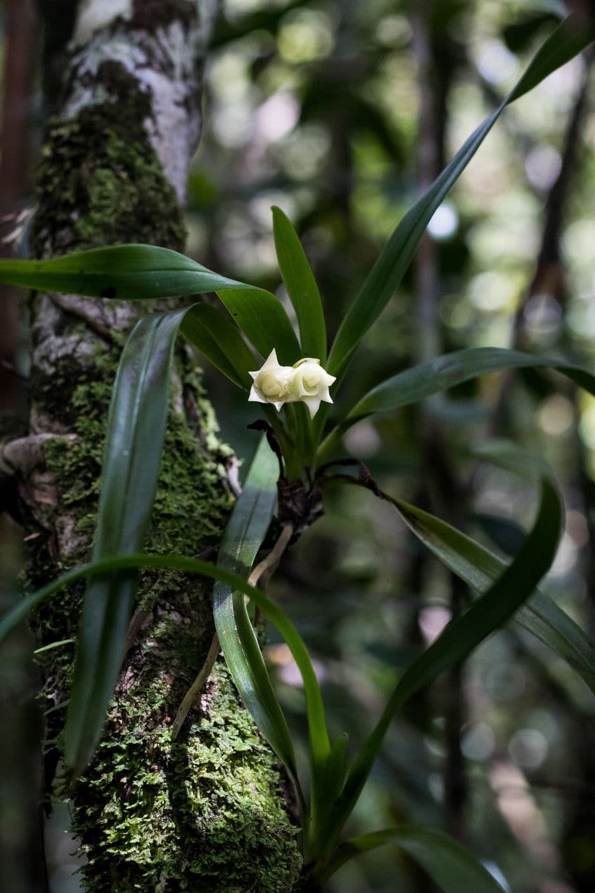 Angraecum 3
