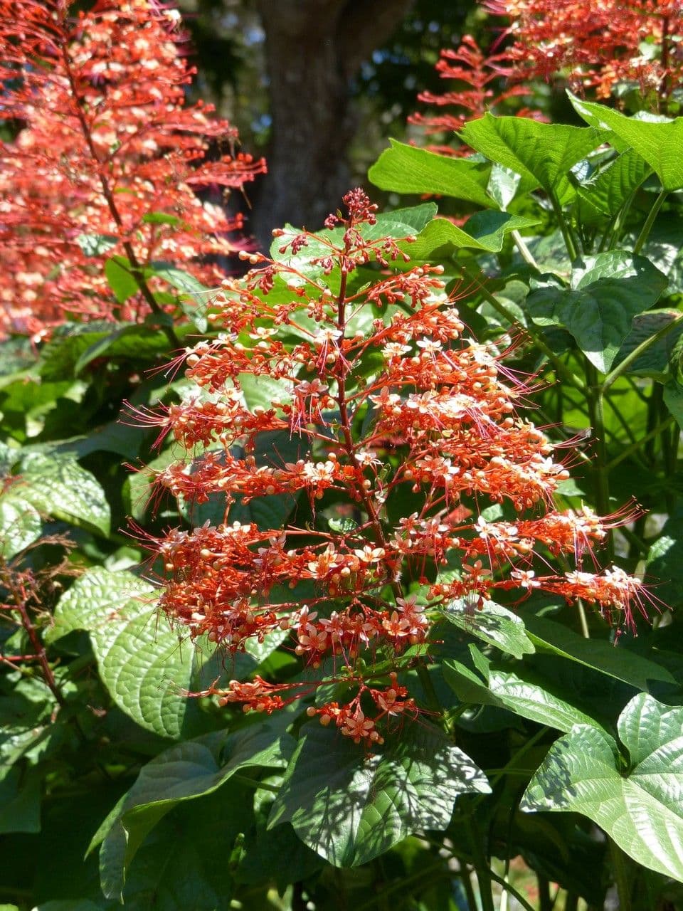 Lantana paniculata 3