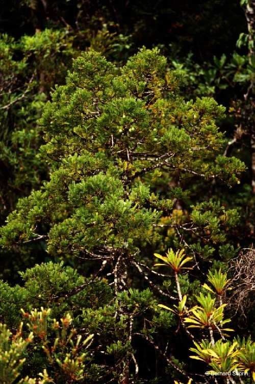 Retrophyllum 6