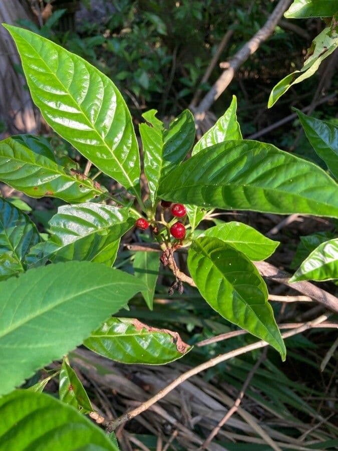 Psychotria nervosa