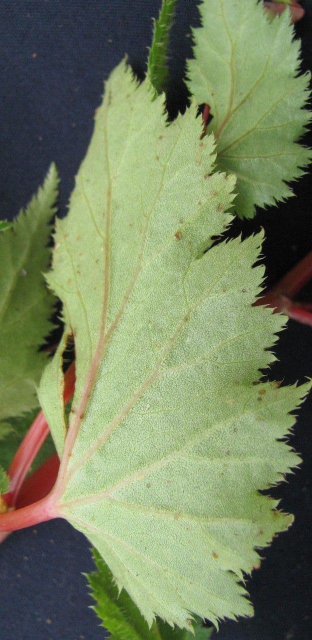 Begonia 5