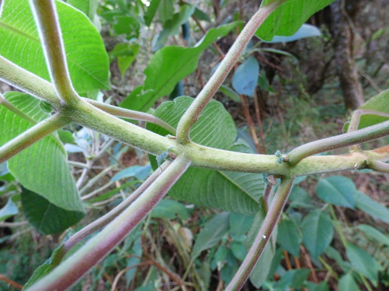 Fuchsien 23