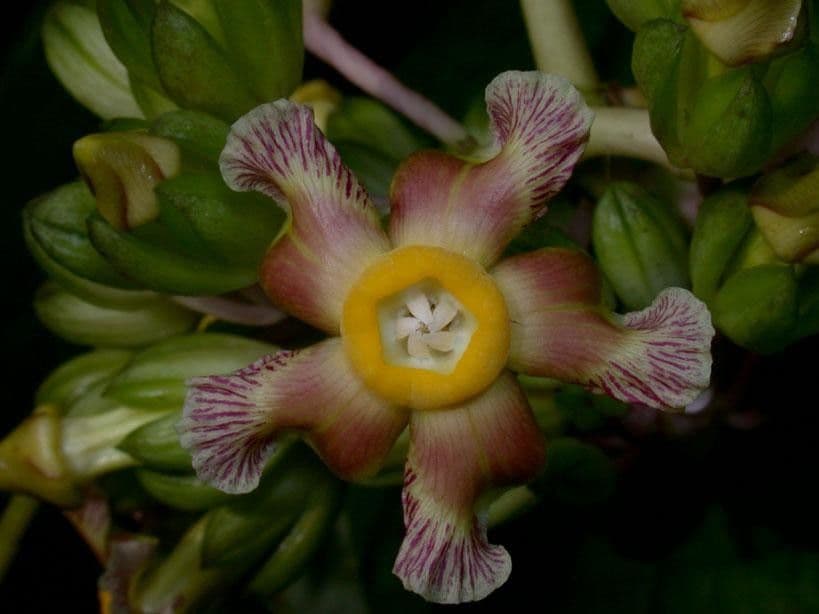 Prestonia portobellensis 7