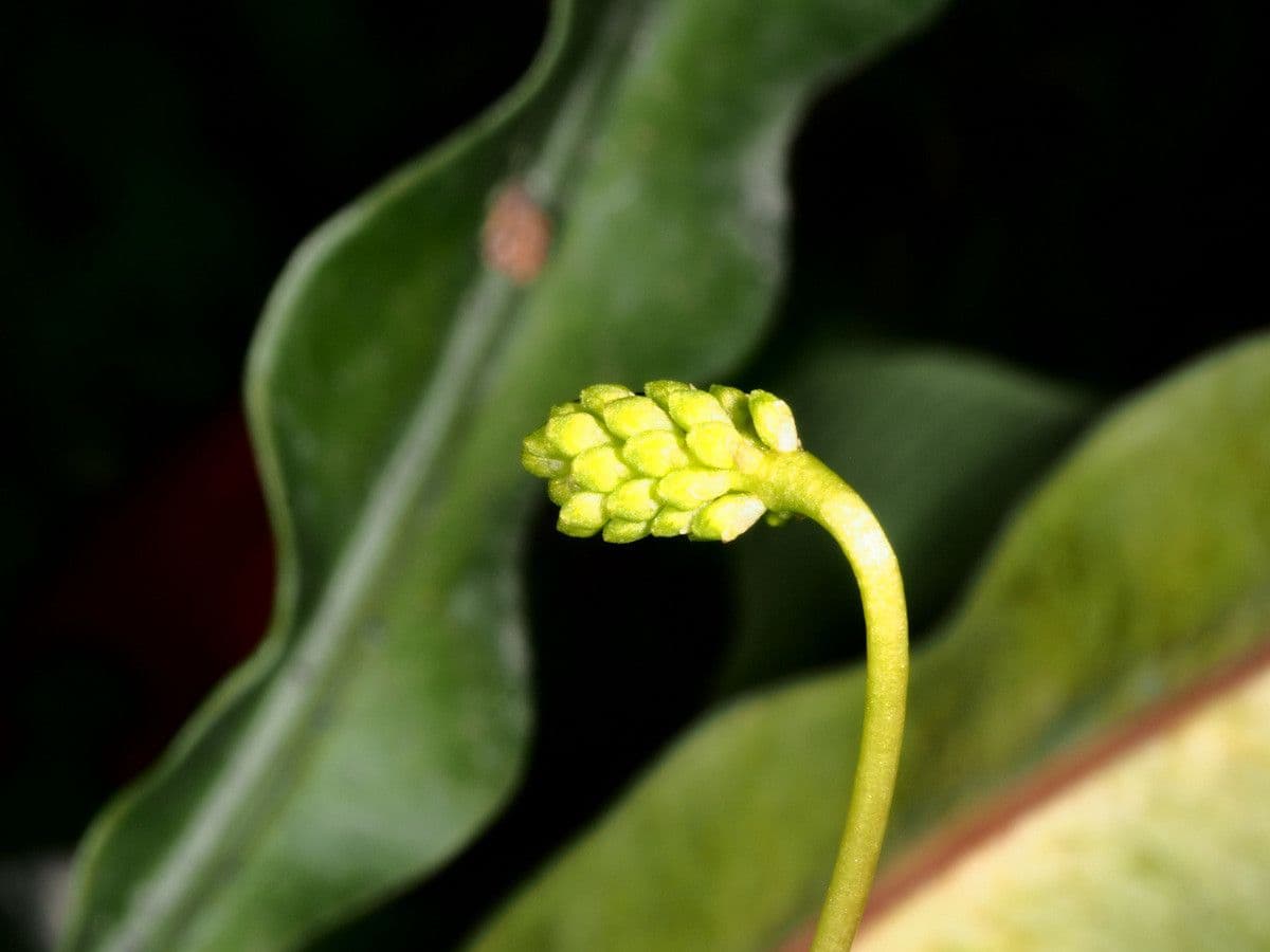 Bulbophyllum 5
