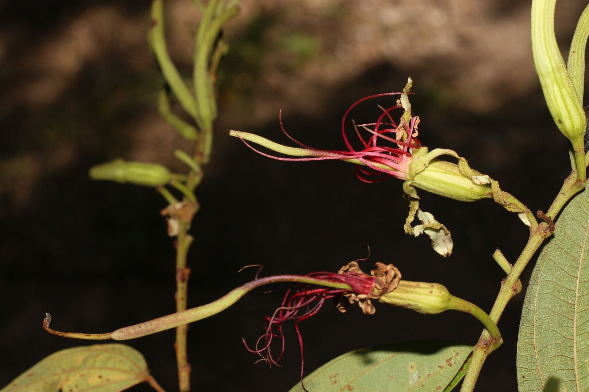 Bauhinia ungulata 7