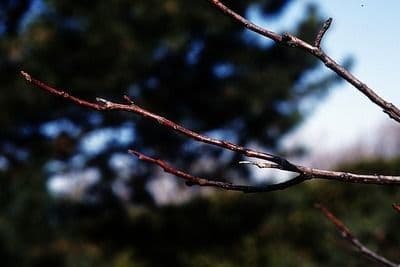 Oxydendrum 21