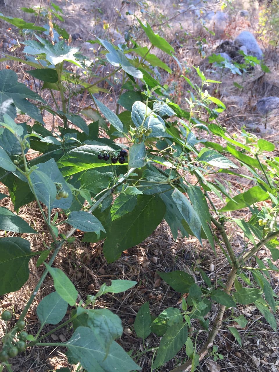 Solanum douglasii 12