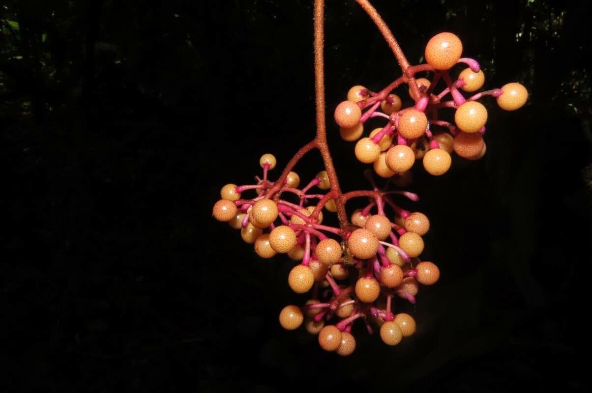 Ardisia