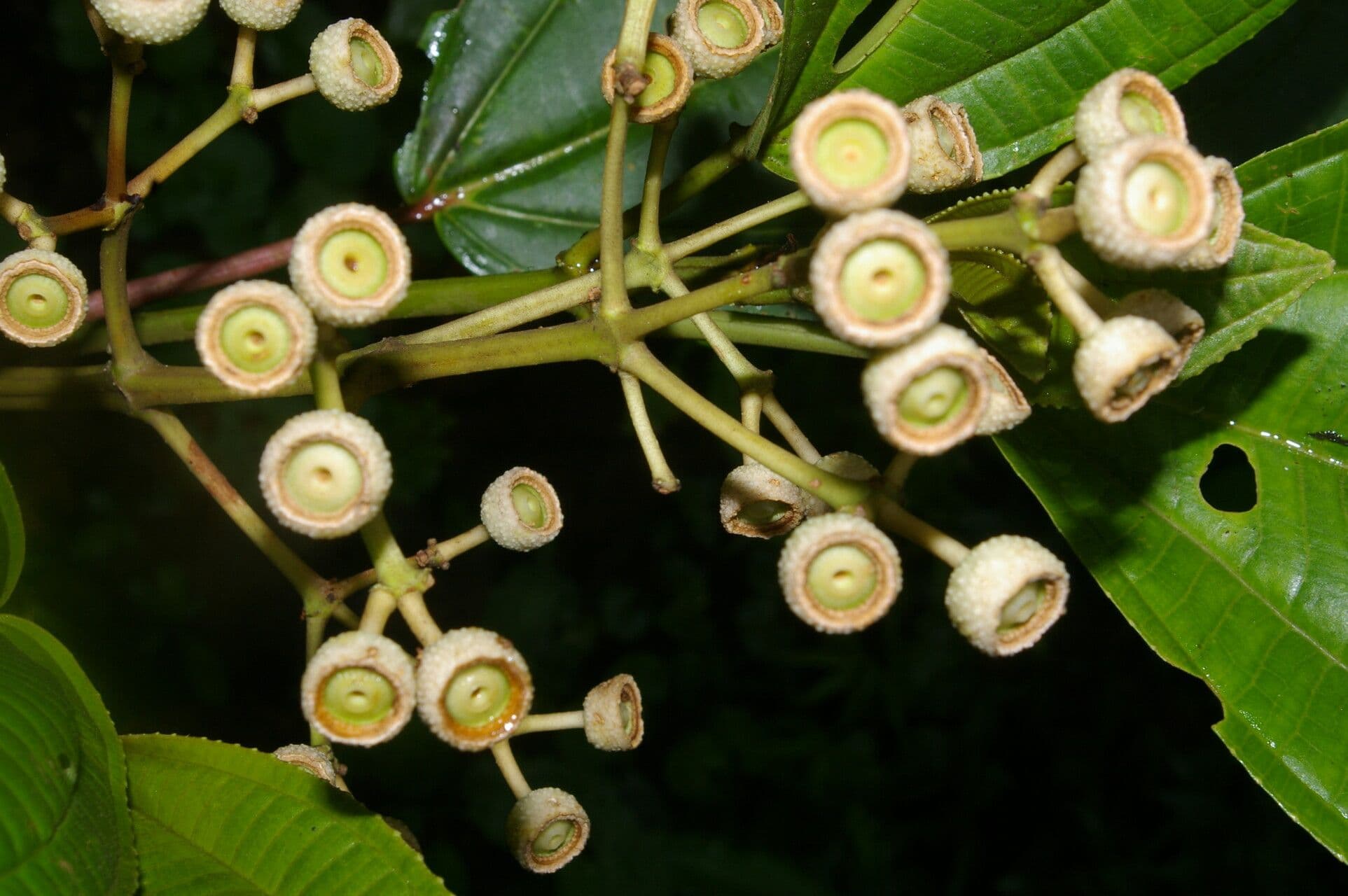Axinaea 3