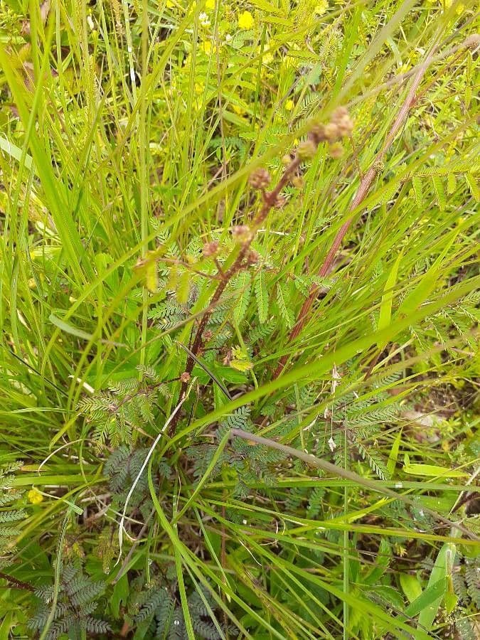 Mimosa quadrivalvis 9