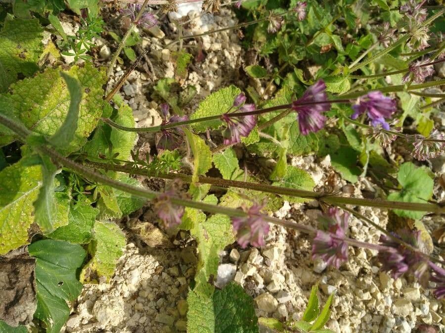 Salvia verticillata