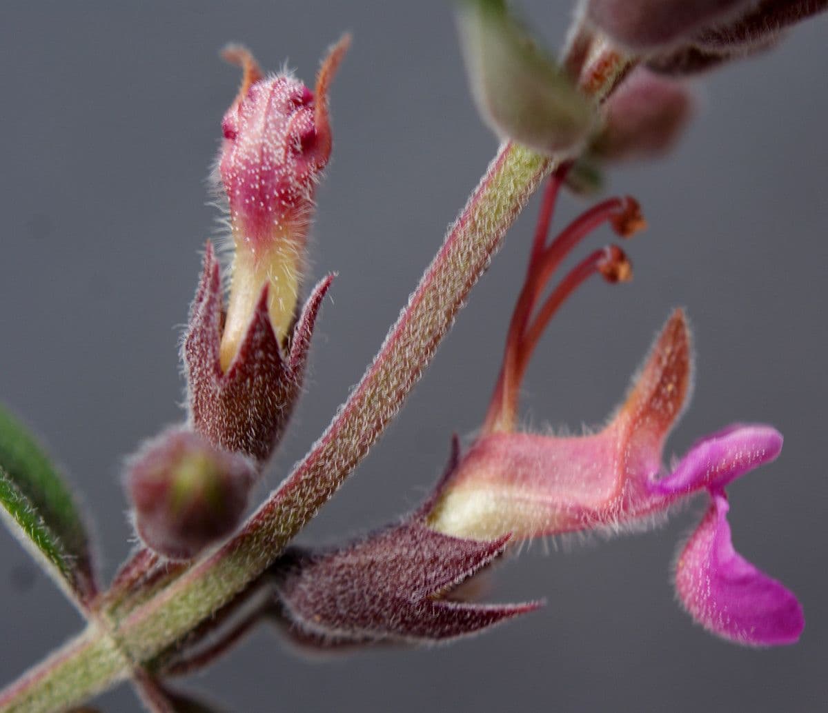 Teucrium 5