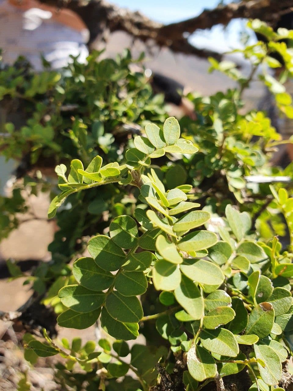 Haplocoelum 14