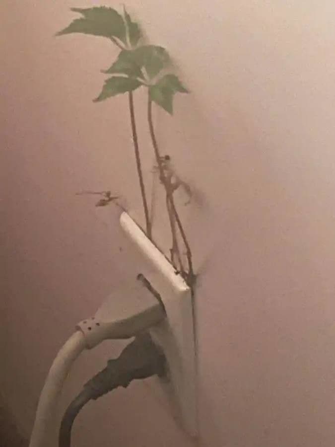 Tetrastigma 6