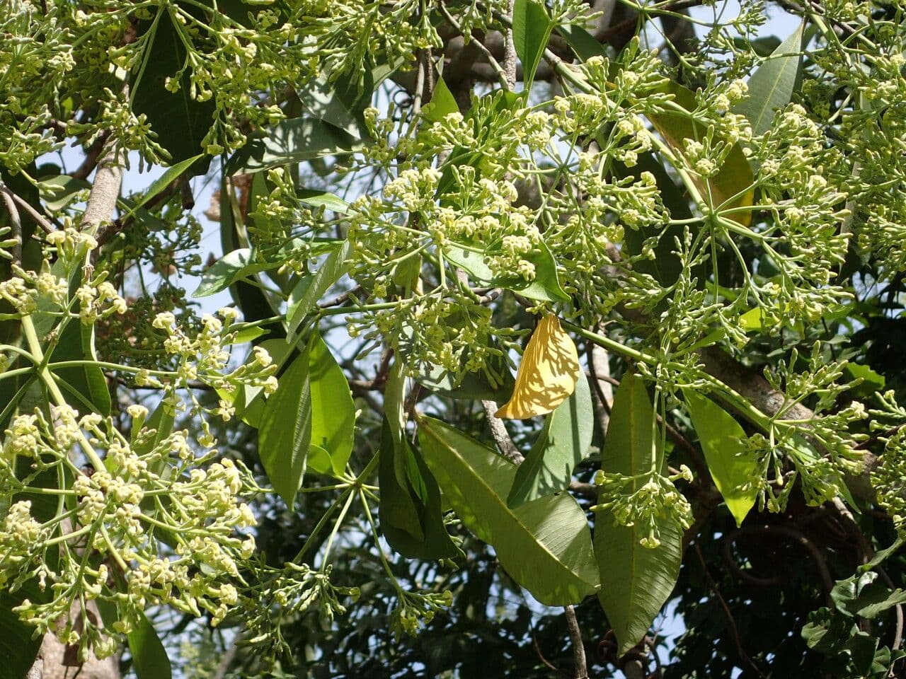Alstonia 9
