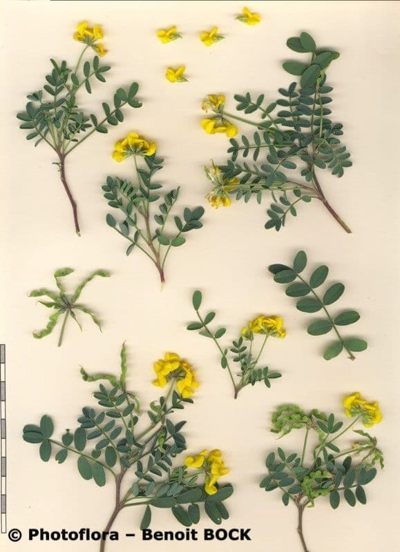 Ipocrepidi 21