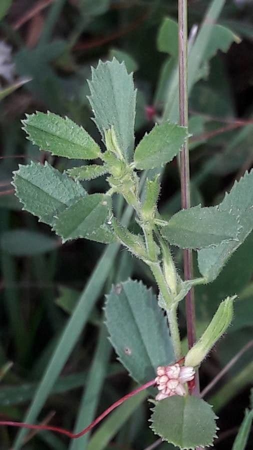 Cuscuta del timo 19