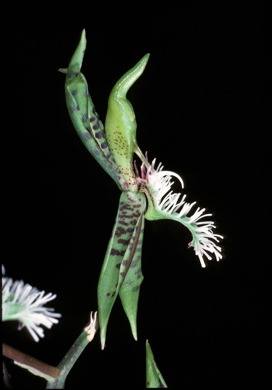 Bärtiges Katasetum 2