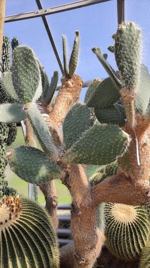 Opuntia pilifera 5