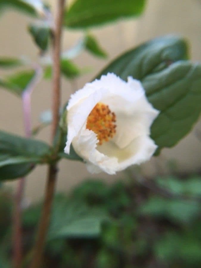 Stewartia monadelpha 7