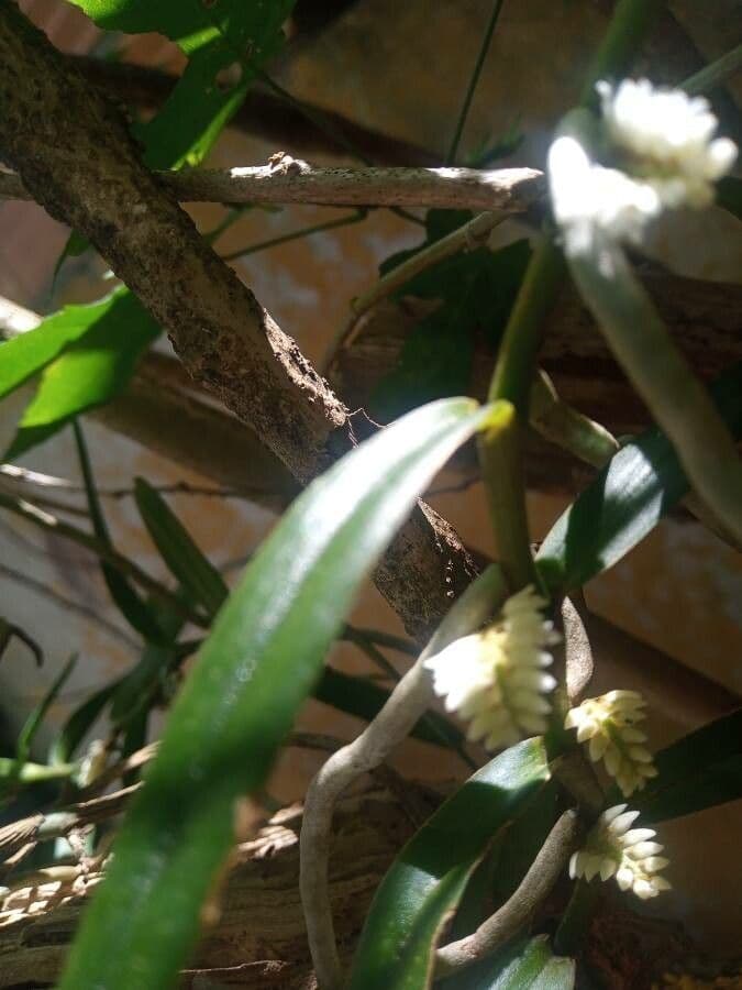 Orchidea 3