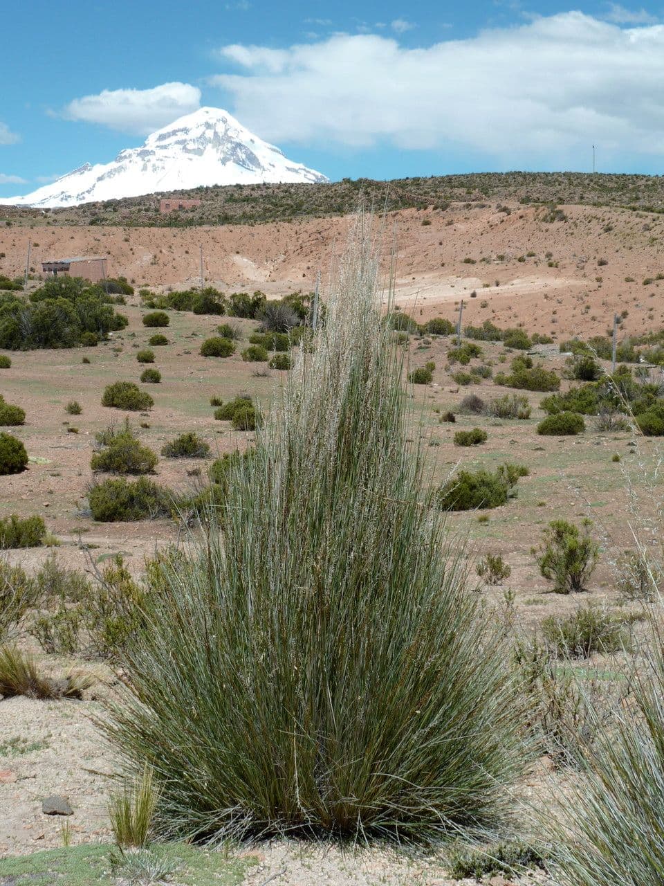 Festuca 7