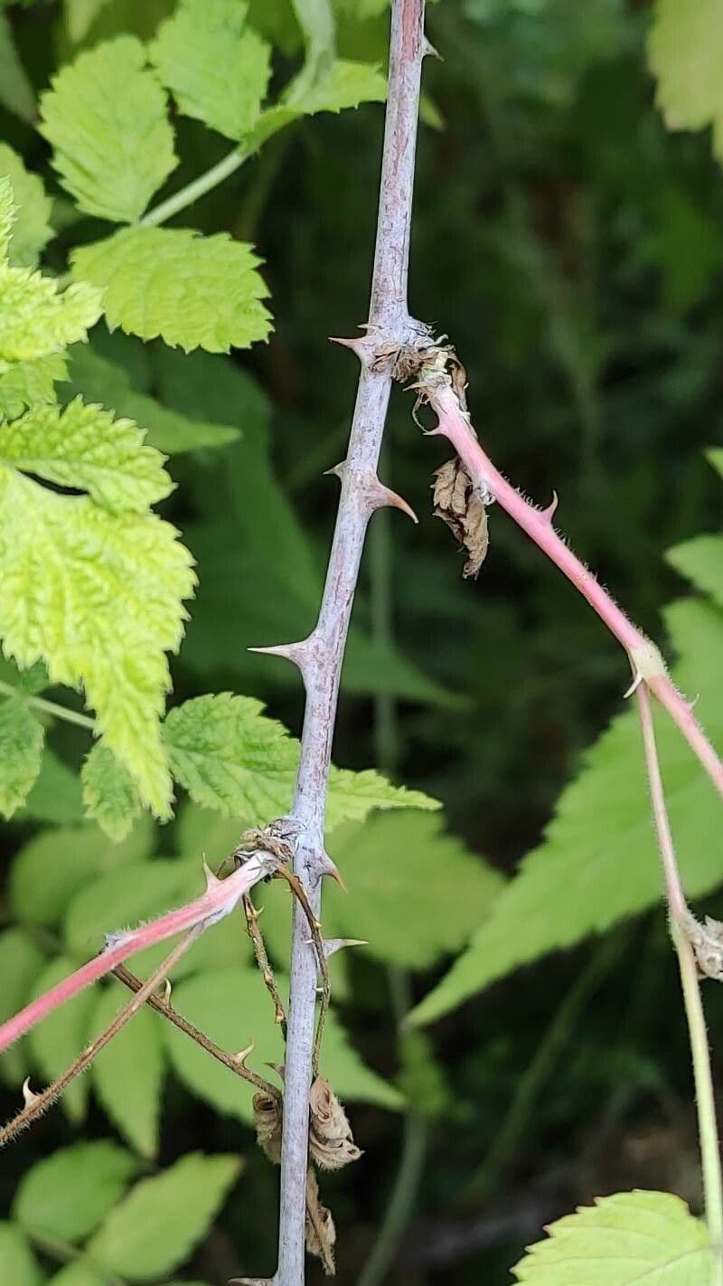 Weiße Schösslinge-Brombeere 8