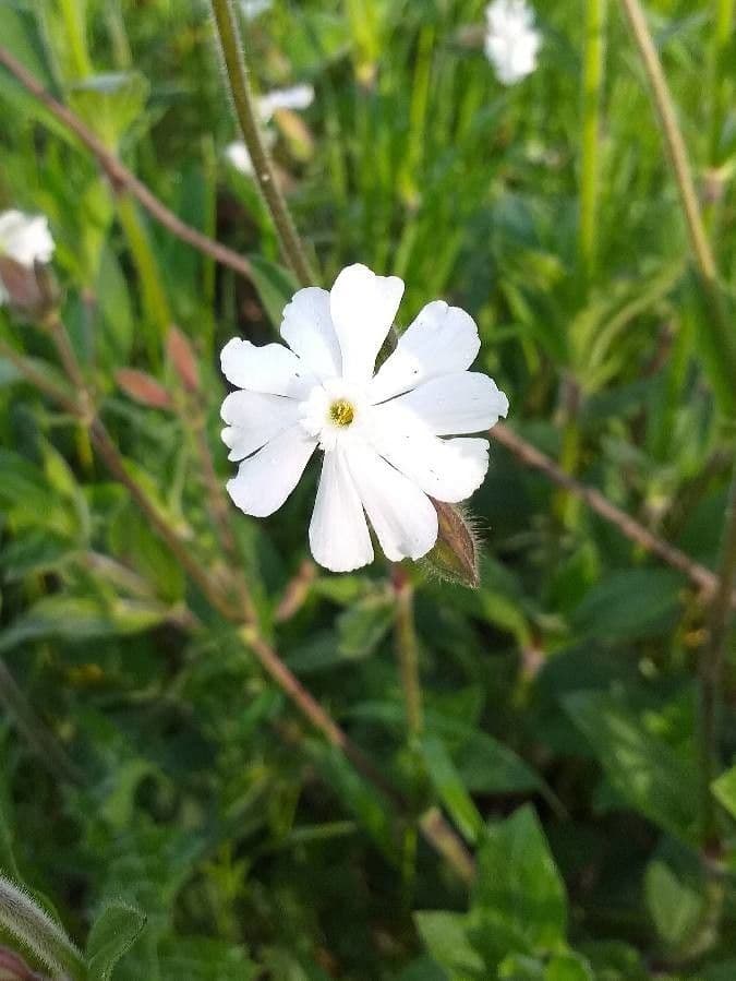 Silene bianca 7