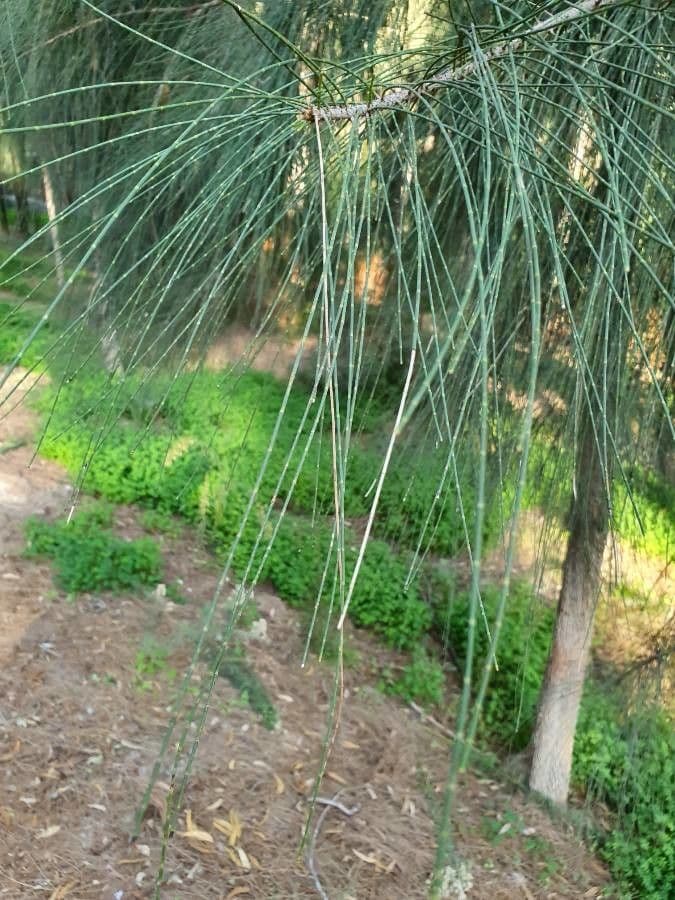 Casuarina di Cunningham 16