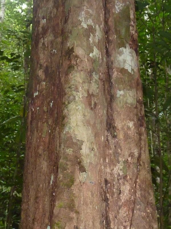 Leptobalanus