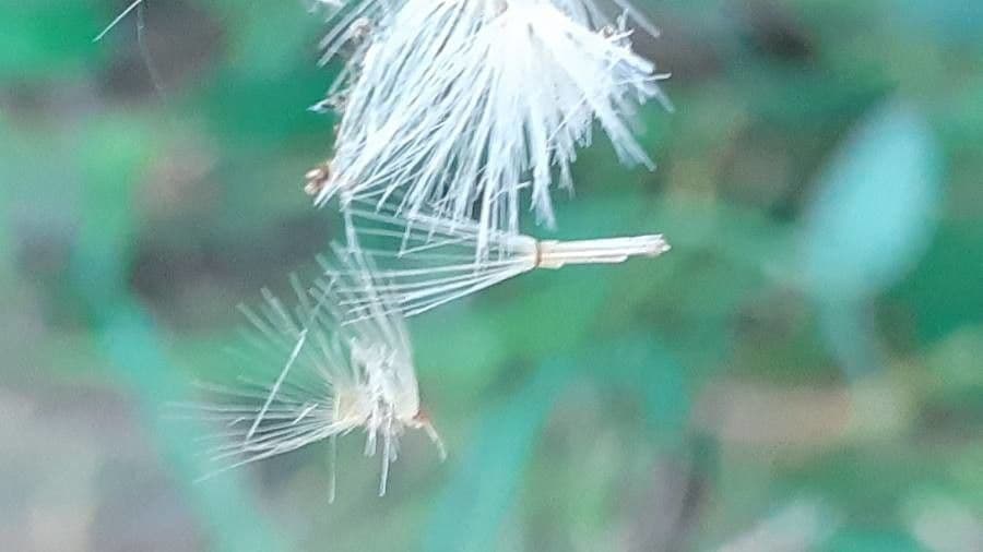 Sparviere 2