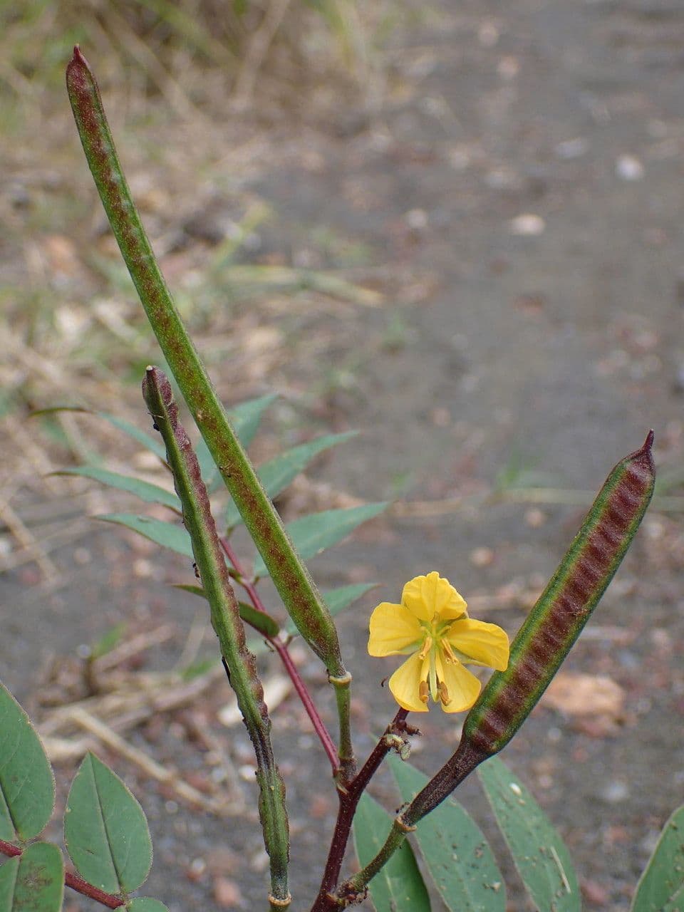 Brusca 2