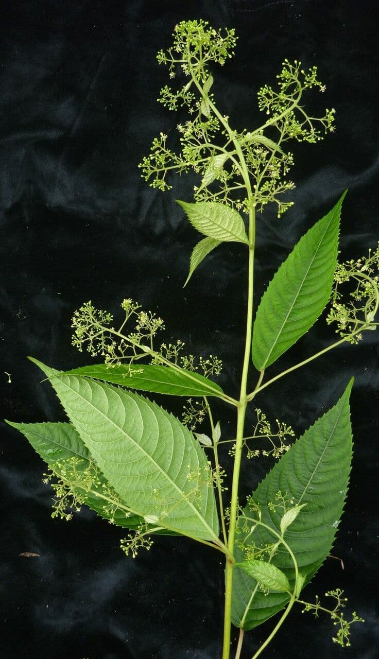 Dobinea 2