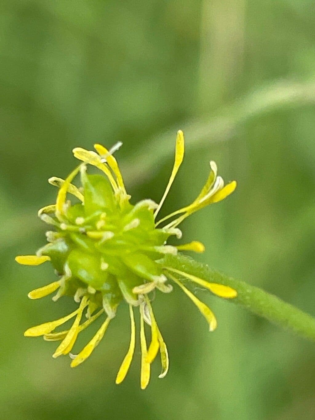 Ranuncolo comune 2