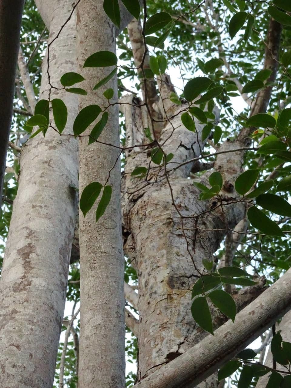 Hymenaea courbaril 17