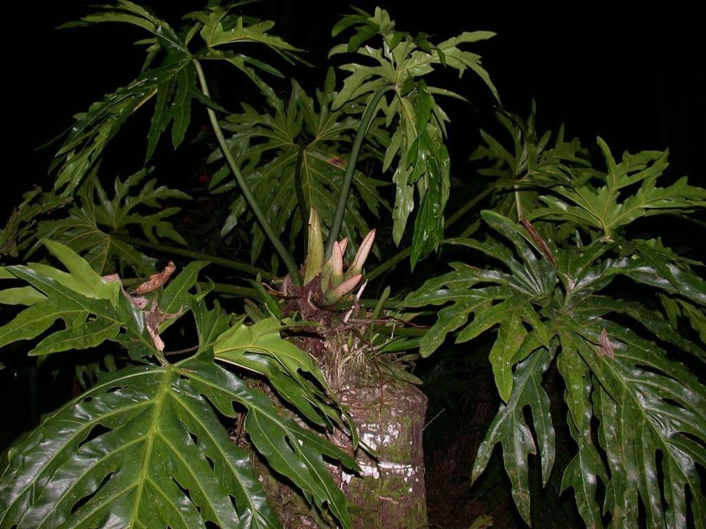 Philodendron 15