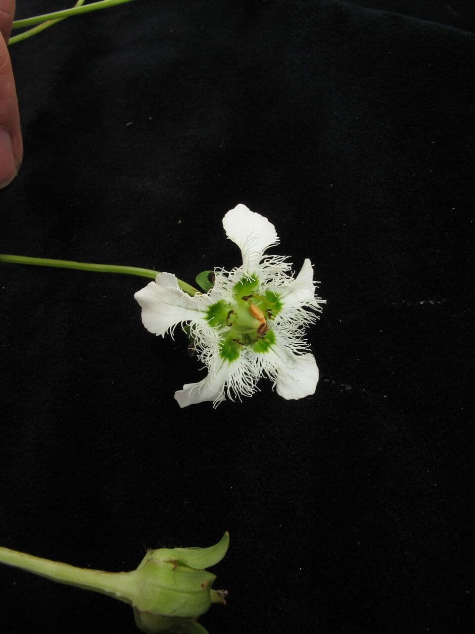 Parnassia 13