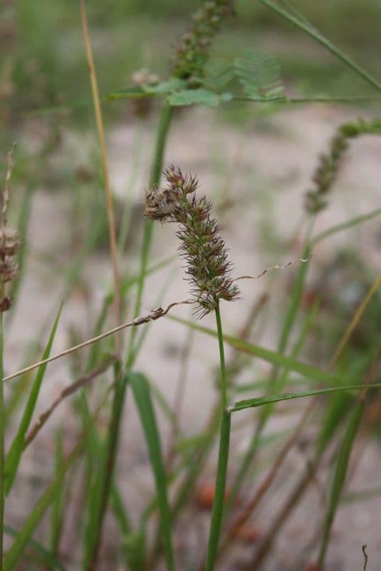 Cenchrus biflorus 2