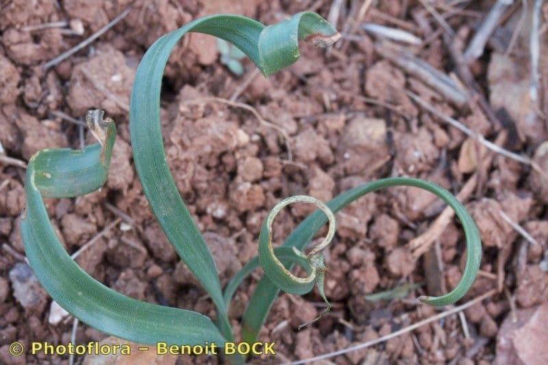 Sternbergia colchiciflora 7