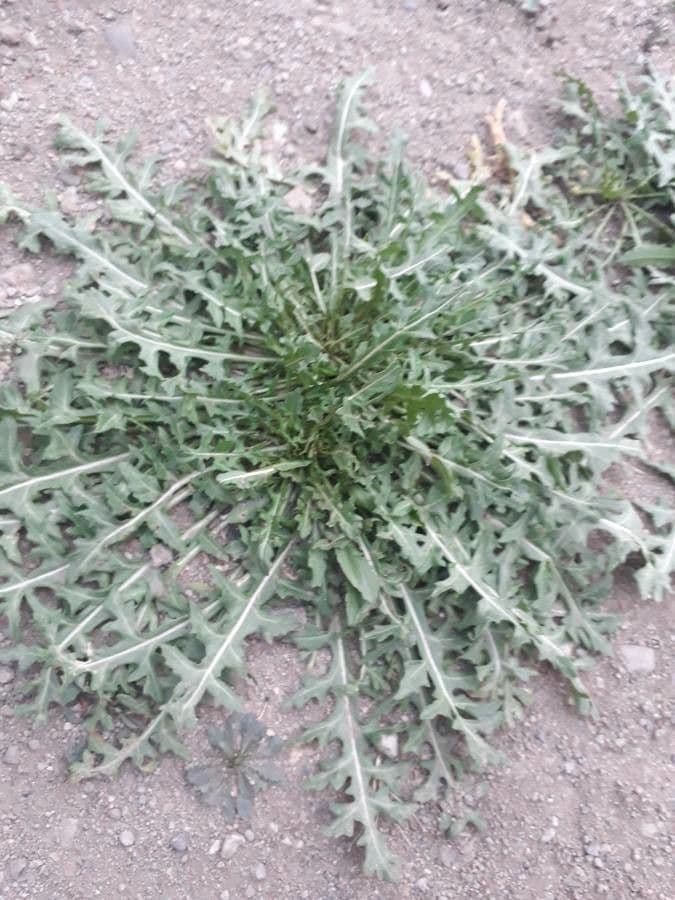 Scorzonera laciniata 14