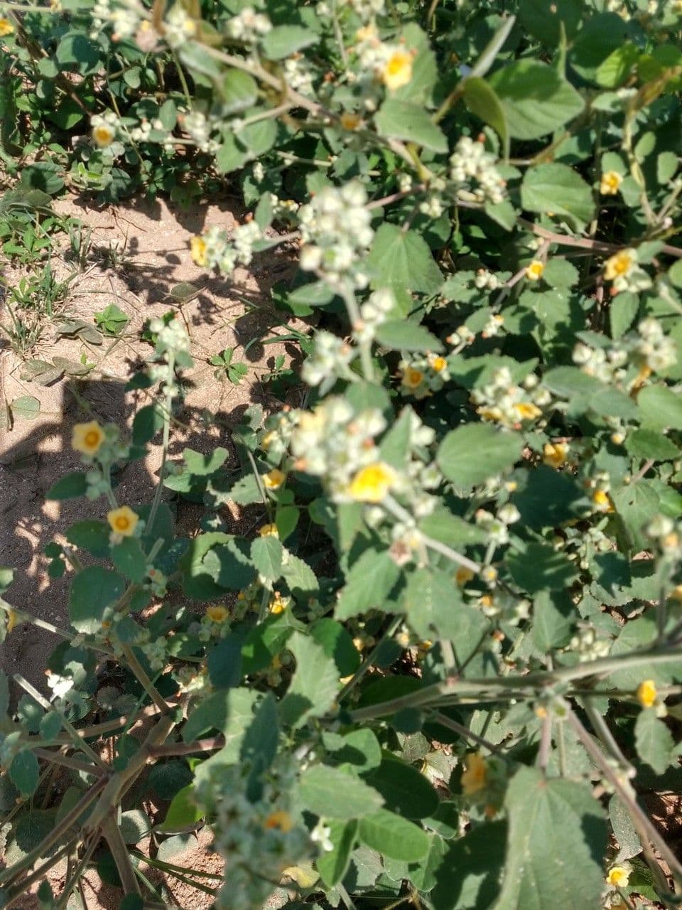 Sida cordifolia 9