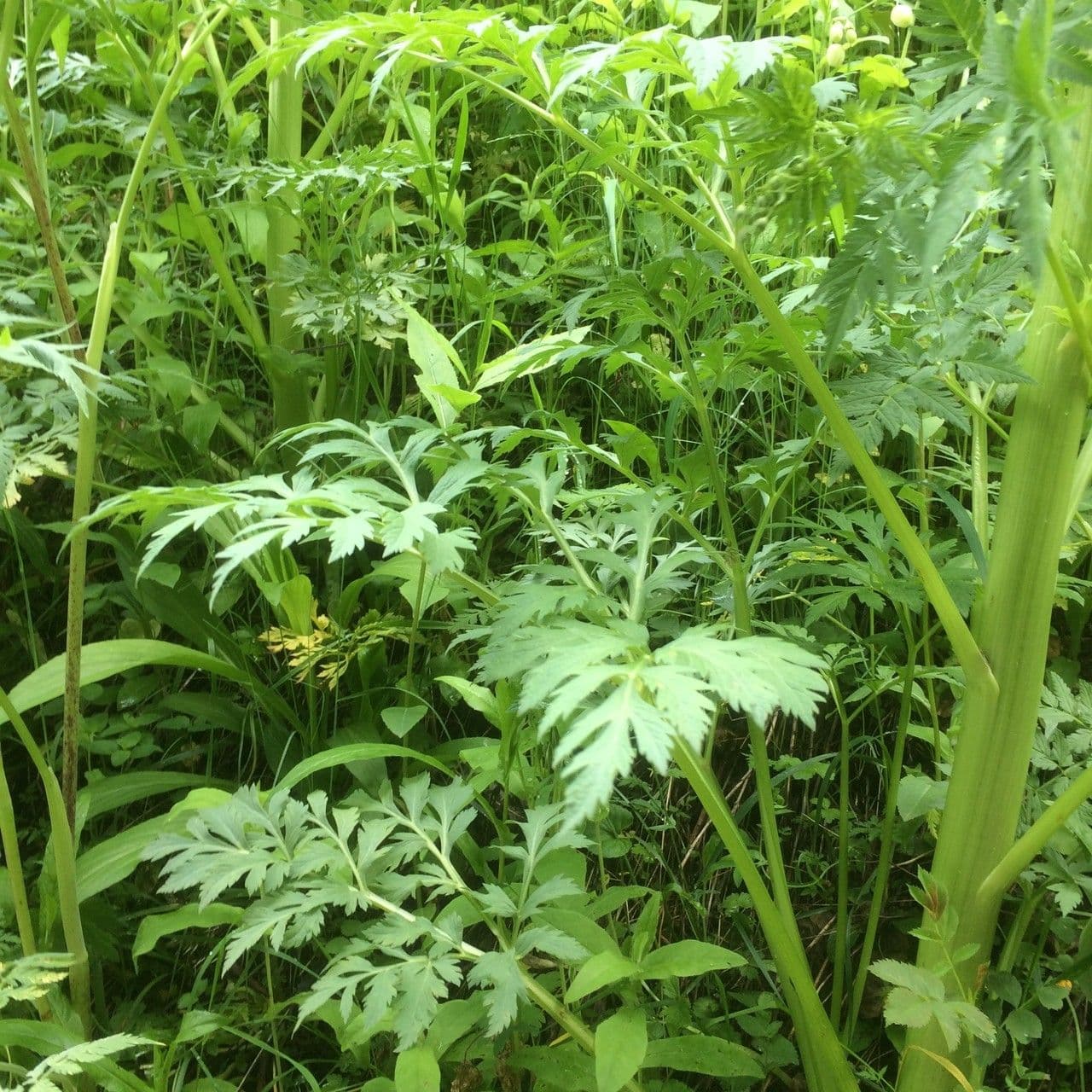 Pleurospermum austriaco 20