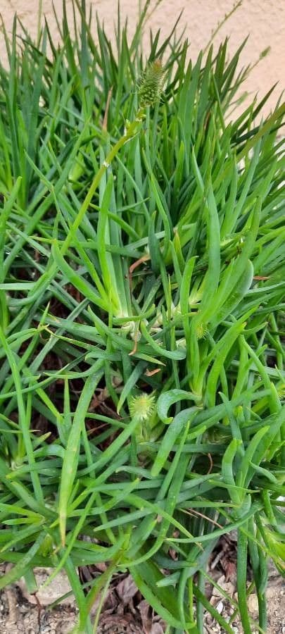 Bulbine arbustiva 17