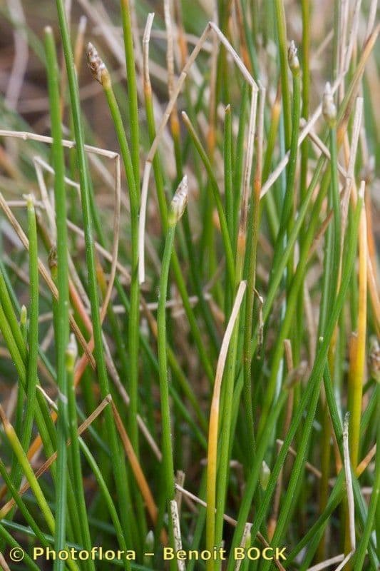 Sedge bonariensis 11