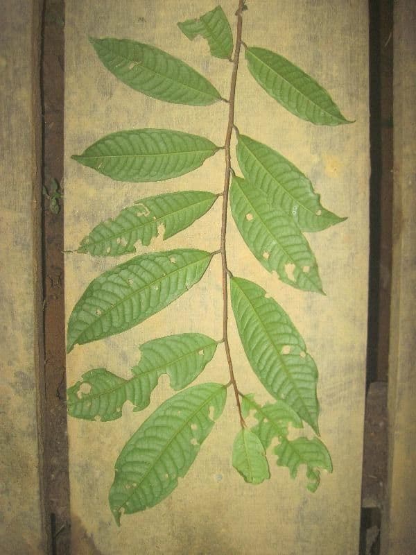 Iryanthera 5