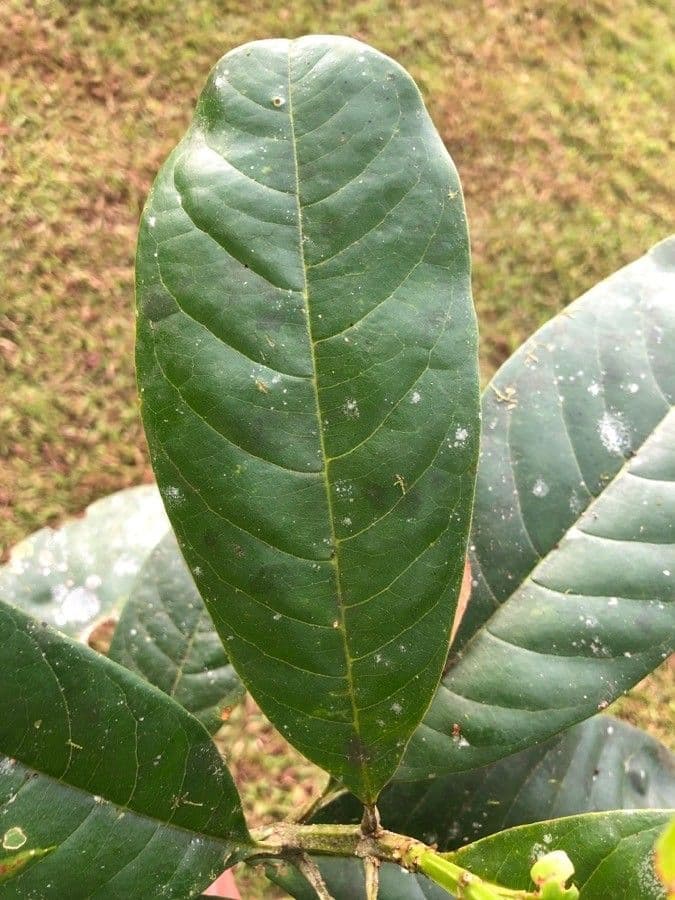 Vochysia guatemalensis 11