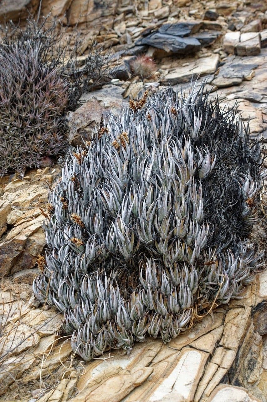 Deuterocohnia 4