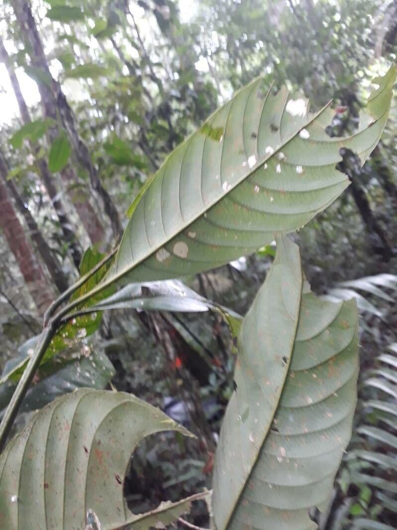 Palicourea 6