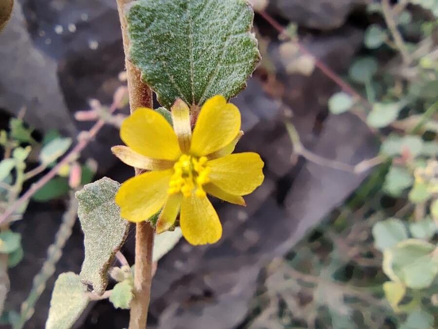 Melhania 7